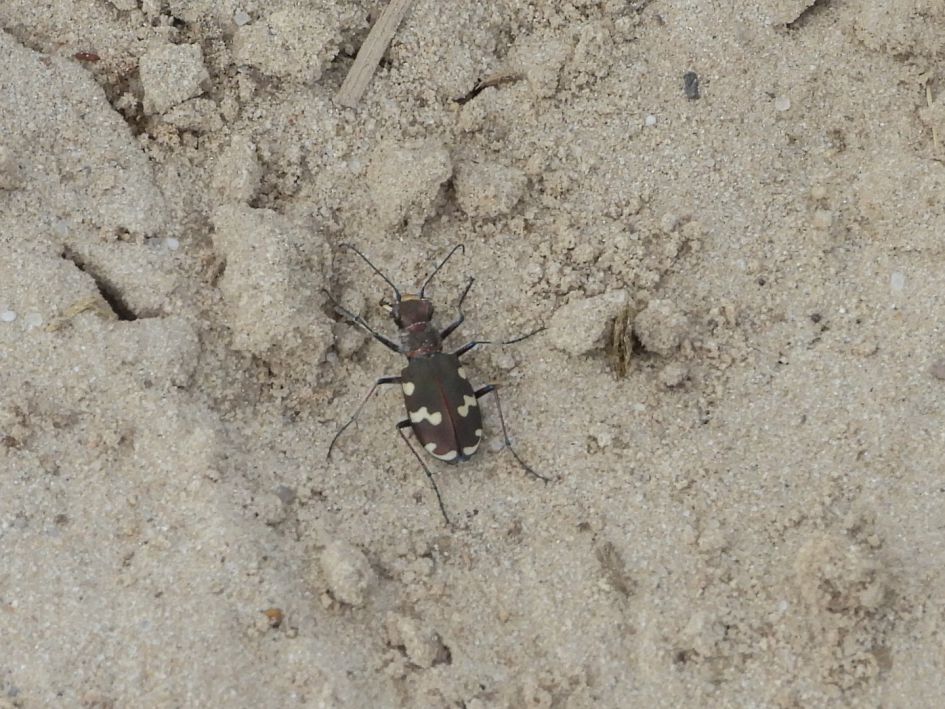 Kever, wants of iets anders?